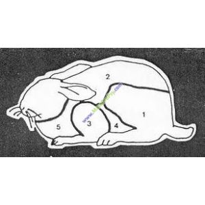 Kr&aacute;lič&iacute; hlavy 750g